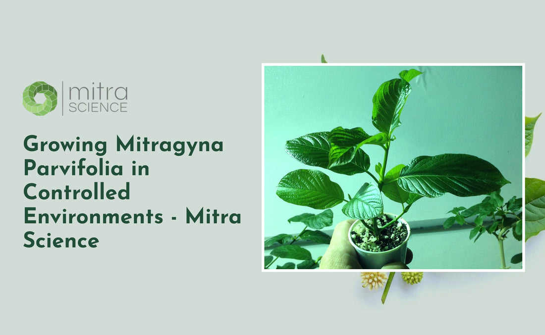 Growing Mitragyna Parvifolia in Controlled Environments - Mitra Science