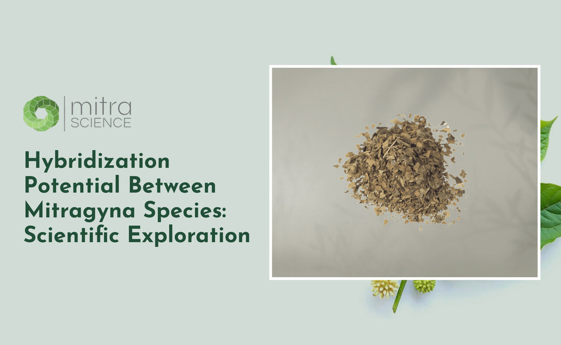 Hybridization Potential Between Mitragyna Species: Scientific Exploration
