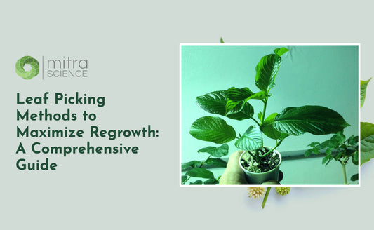 Leaf Picking Methods to Maximize Regrowth: A Comprehensive Guide