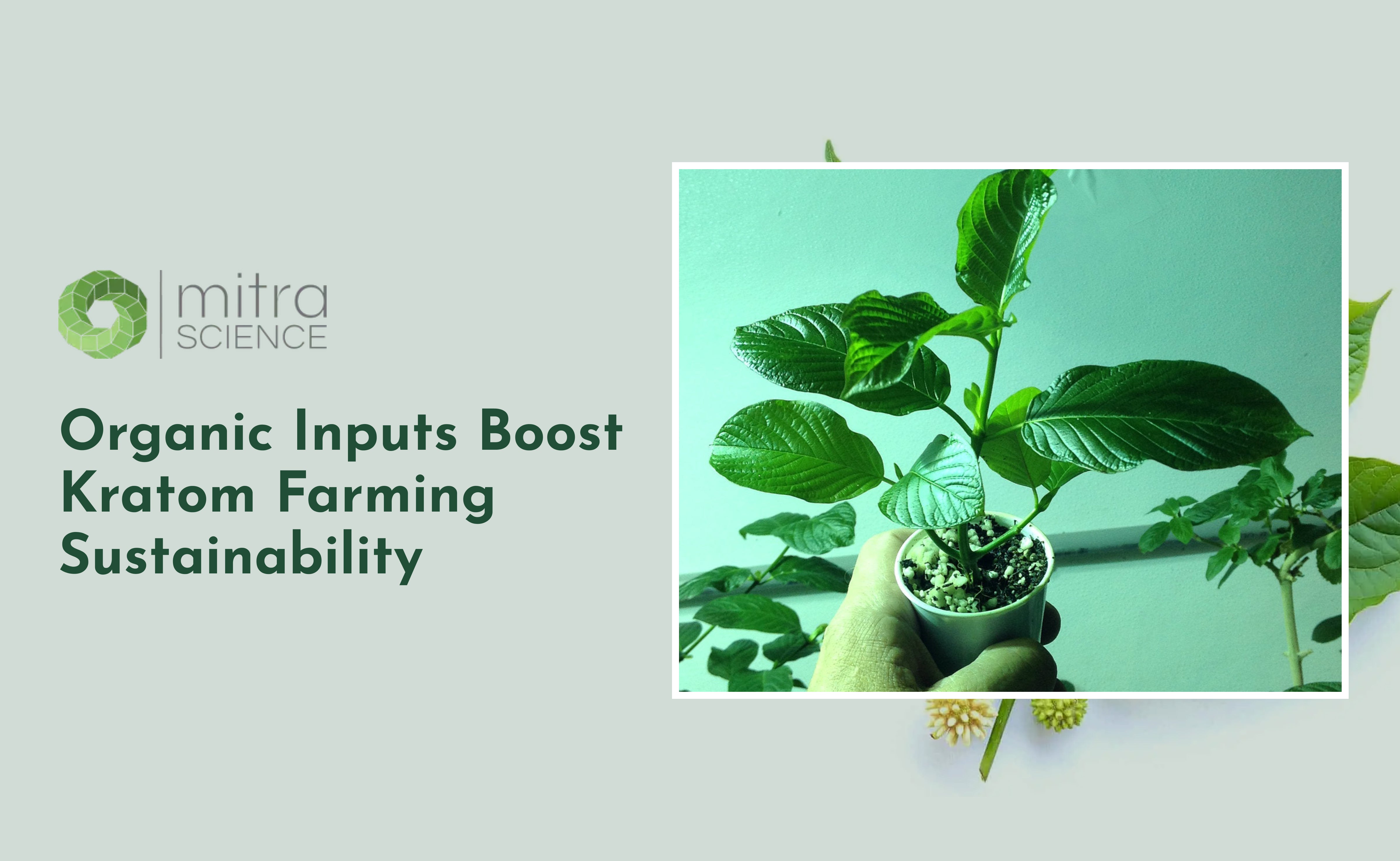 Organic Inputs Boost Kratom Farming Sustainability – mitrascience