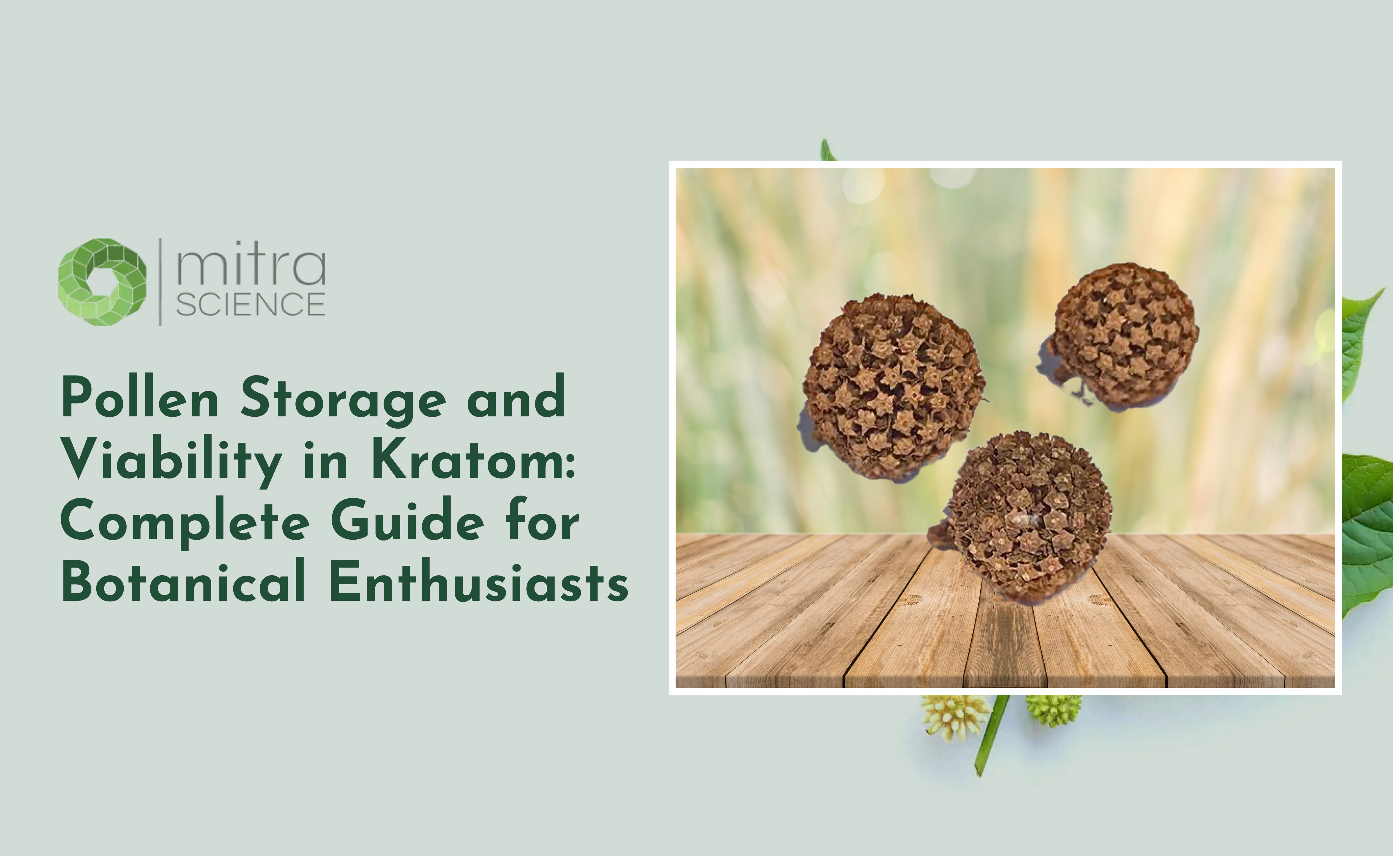 Pollen Storage and Viability in Kratom: Complete Guide for Botanical E ...