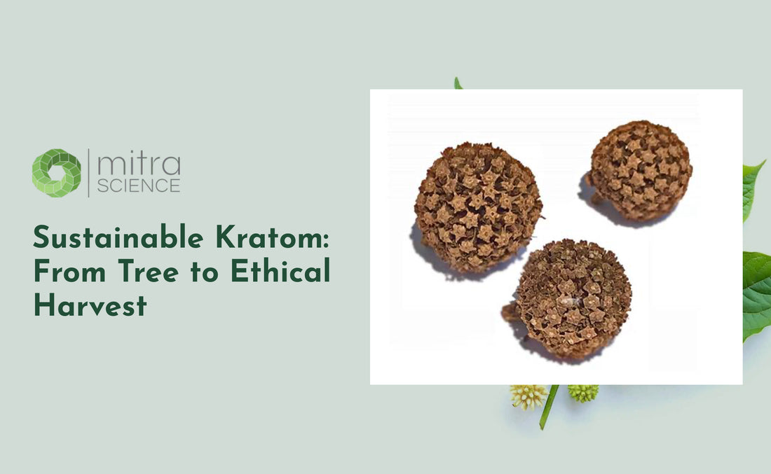 Sustainable Kratom: From Tree to Ethical Harvest