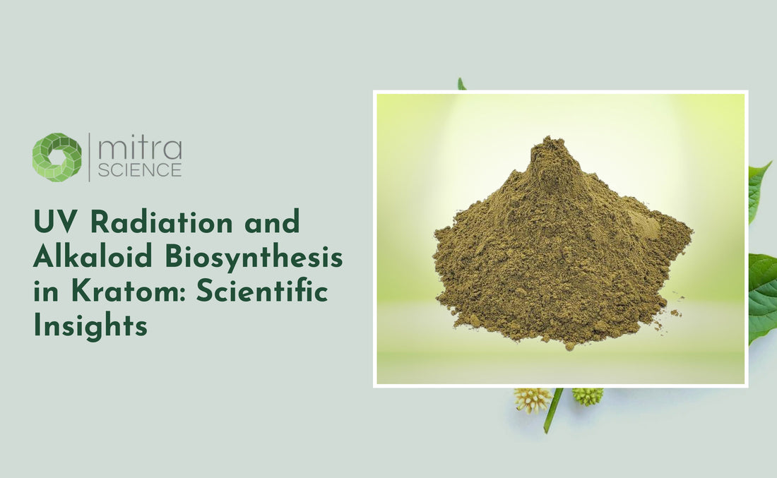 UV Radiation and Alkaloid Biosynthesis in Kratom: Scientific Insights