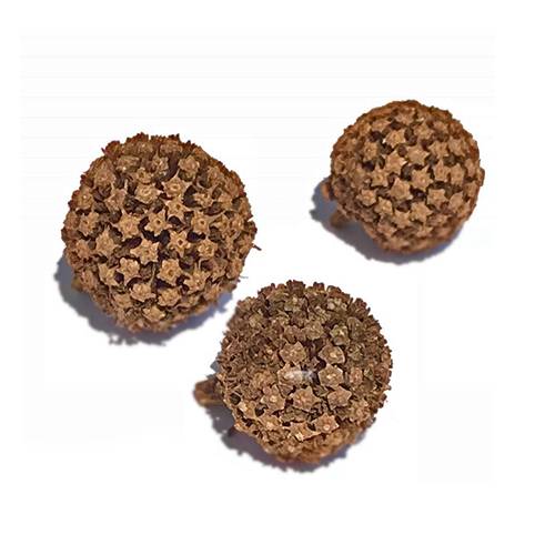 Fresh Kratom seeds in brown seed pods