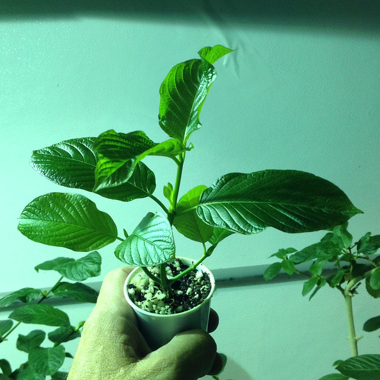 Live Kratom Tree (4-6")